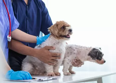 Las cirug�as sin sangrado son beneficiosas para los animales.