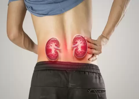 La hidrataci�n adecuada va a ayudar en la funcionalidad de los ri�ones.