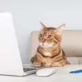 Un gatito es el gerente de apoyo emocional de una empresa