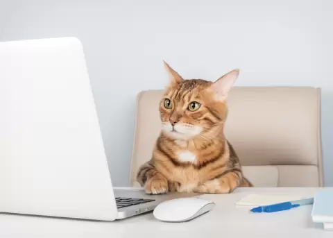 Miauricio es el soporte emocional de toda la empresa.