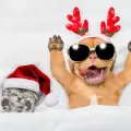 Mascotas: el refugio emocional para las fiestas decembrinas