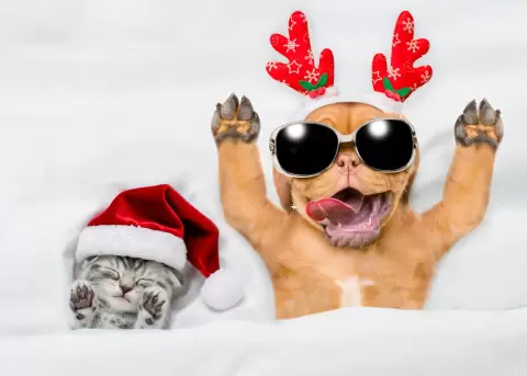 Mascotas, emociones y bienestar: el v�nculo que sostiene durante fiestas.