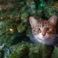 Gatos vs. Navidad �por qu� los felinos se trepan en tu arbolito?