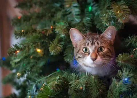 Los gatos se sienten atra�dos por los �boles de Navidad y despierta su curiosidad e instinto.