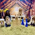 Una guarder�a canina recrea un pesebre con perros y se vuelve viral