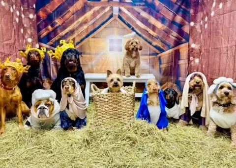Estos perritos protagonizaron el pesebre m�s tierno.