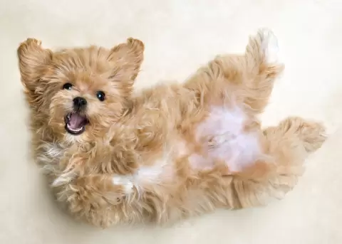 El Bich�n Malt�s destaca como el m�s cari�o del mundo debido a su tierna personalidad.