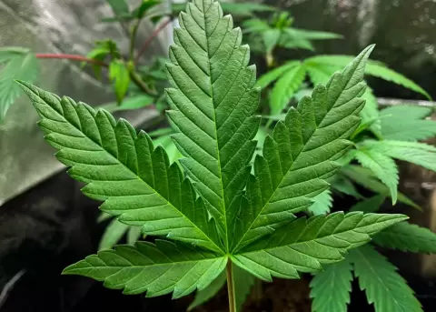 Iniciativa ciudadana impulsa regulaci�n del cannabis en Ecuador