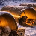 Hungr�a instala refugios t�rmicos solares para perros callejeros