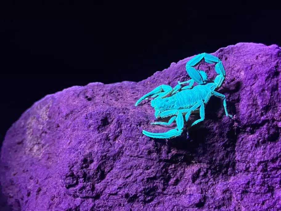 Backstage "De Polo a Polo" con Will Smith