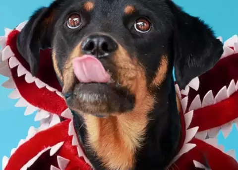 El compa�ero que tu vida necesita. La iniciativa de la UBA de Quito, Stranger Dogs.