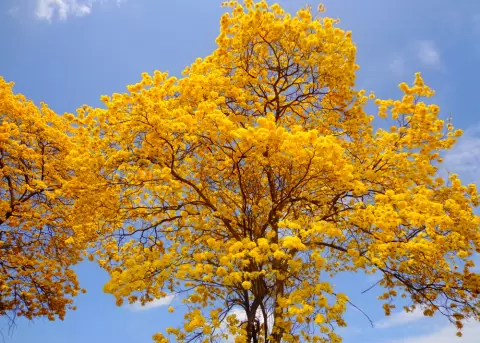 El florecimiento de los guayacanes es uno de los fen�menos naturales m�s esperados del a�o.