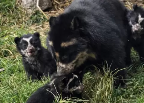 El nacimiento de los osos andinos marca un hecho hist�rico en la consevaci�n de la especie.