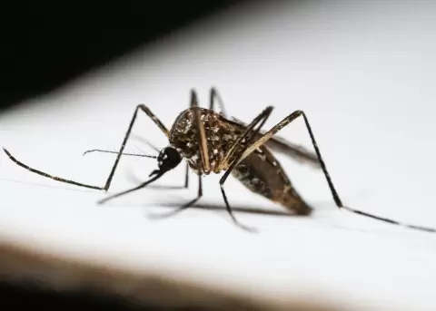 Gobierno despliega plan nacional y minga comunitaria para contener el dengue en 2026