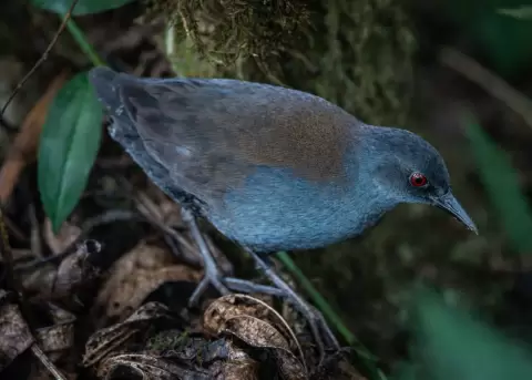 El Rasc�n de Gal�pagos regresa a la Isla Floreana.