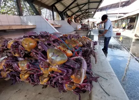 Ecuador inicia veda anual de cangrejo rojo y azul para preservar su poblaci�n