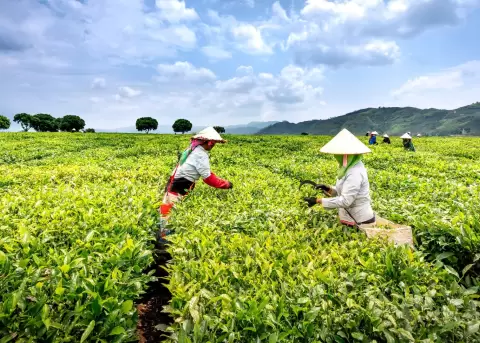 Ecuador ampl�a programa de migraci�n circular con plazas agr�colas en EE. UU.