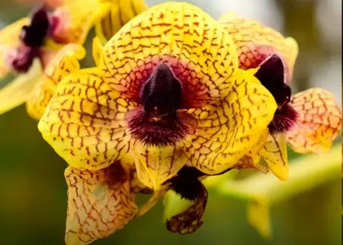 Ecuador, un pa�s megadiverso.