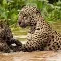 Fot�grafo capta tierno momento de una madre jaguar ense�ando a nadar a su cr�a