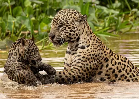 Dos jaguares fueron el centro de atenci�n en un pantanal de Brasil.