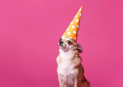 Un perrito tuvo un festejo de cumplea�os tem�tico.