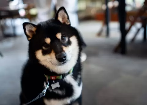 Los tutores deben conocer los derechos y l�mites de los perros.