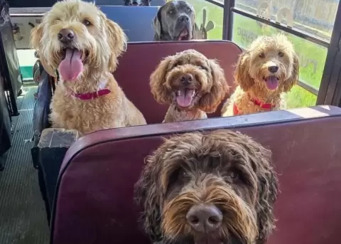 Perritos van a la escuela felices.