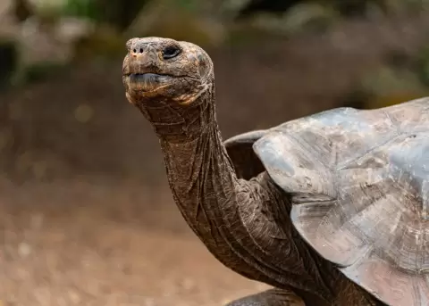 Ecuador libera 277 tortugas gigantes en Gal�pagos para proteger su biodiversidad