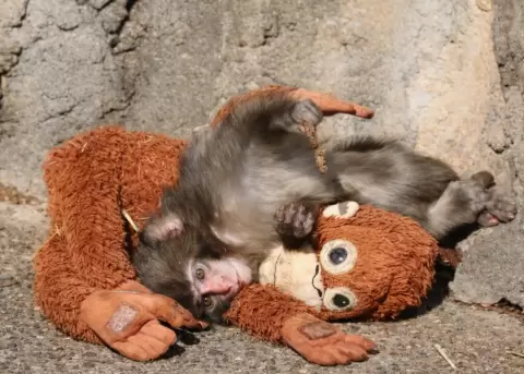 Punch, el mono que se aferra a su peluche tras el abandono de su madre.