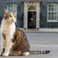 El gato Larry cumpli� 15 a�os siendo un miembro oficial en Downing Street