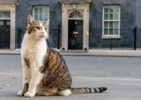 El gato Larry es el m�s famoso de Reino Unido y todo mundo lo quiere.