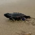 Nacen 95 crías de tortuga laúd en playas de Manabí