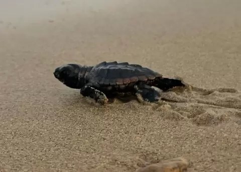 Nacen 95 cr�as de tortuga la�d en playas de Manab�