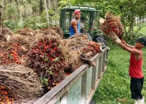 Productores de palma aceitera en Ecuador.