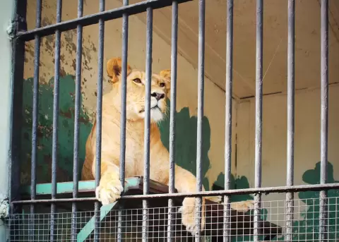 Leona atac� a una ni�a de 10 a�os.