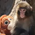 Punch, el tierno macaco, ya aprendi� a saludar
