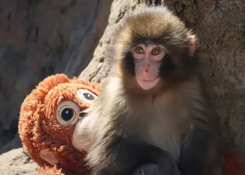 Punch avanza hacia su independencia.