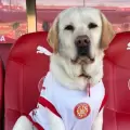 El Girona FC tiene un perrito como soporte emocional