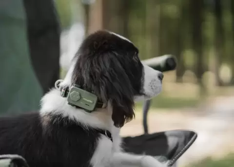 Petphone es el primer celular dise�ado para mascotas.
