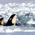 Fot�grafo captura el momento en el que orcas emergen del hielo en Ant�rtida