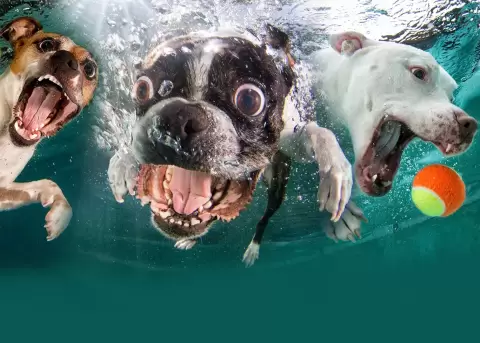 Seth Casteel logra fotografiar divertidos y tiernos momentos de perritos.