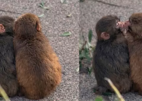 Punch ya tiene novia.