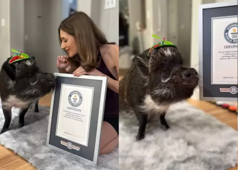 Merlin, el cerdo que habla.