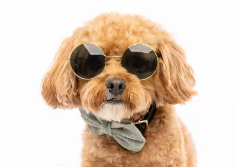 Gafas para perros, m�s all� de la moda.