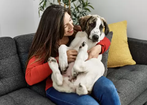 En Italia los empleados pueden faltar al trabajo para cuidar a sus mascotas.