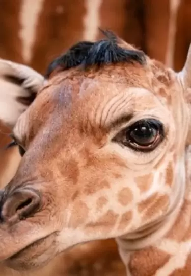 Eugene es una jirafa beb� que naci� un flequillo.