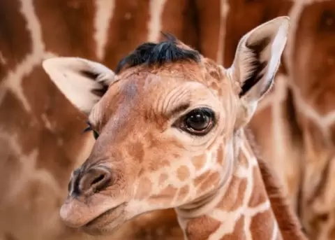 Eugene es una jirafa beb� que naci� un flequillo.