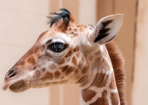 Eugene es una jirafa beb� que naci� un flequillo.