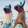 Llamas de terapia se encuentran en el aeropuerto de Portland