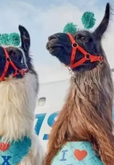 Llamas sirven para calmar las tensiones de los pasajeros.